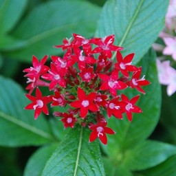 ピンクの花