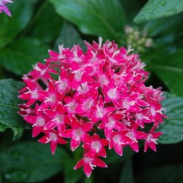 ピンクの花