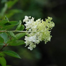 白い花