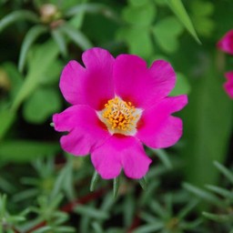 ピンクの花