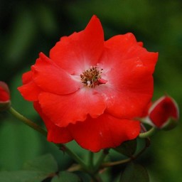 薔薇