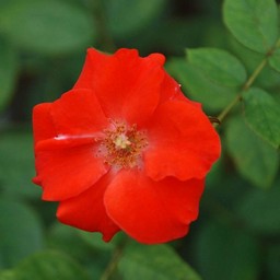 薔薇
