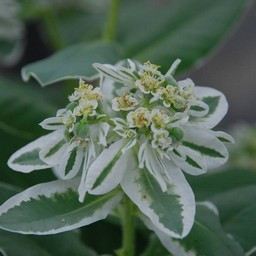 白い花