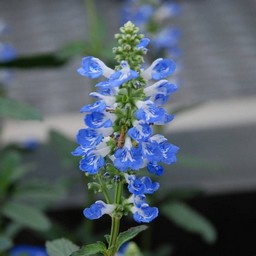 宿根サルビア