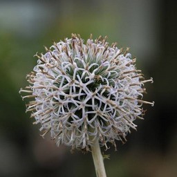 るり玉アザミ