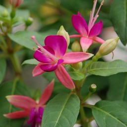 ピンクの花