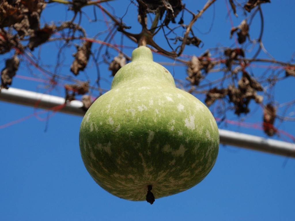 ʌ܎sEEЂ傤 - ԁi9Bej - ʐ^f - ݃{