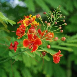 オレンジの花