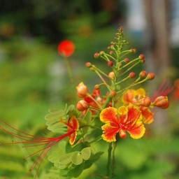 オレンジの花