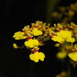 黄色い花