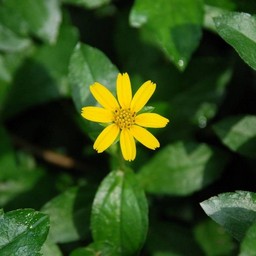 黄色い花