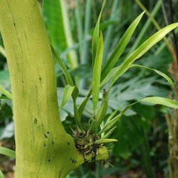 蘭植付けの木