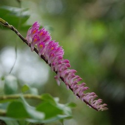 ピンクの花