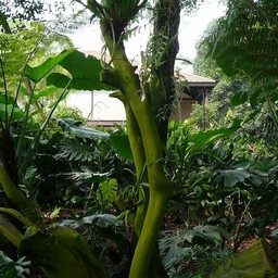 蘭植付けの木