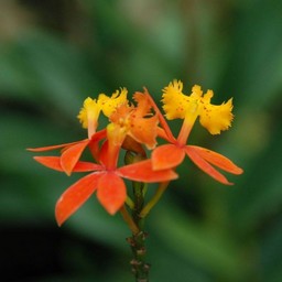 オレンジの花