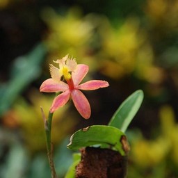 ピンクの花