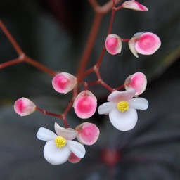 白い花