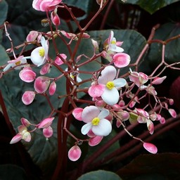 白い花