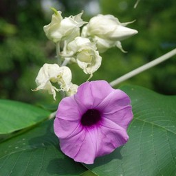 ピンクの花