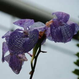 蘭