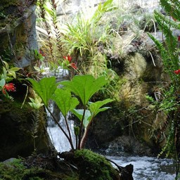 岩山の花