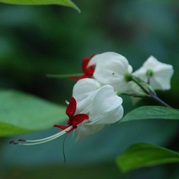 白い花
