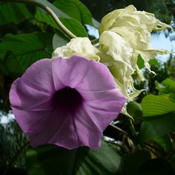 ピンクの花