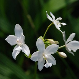 白い花