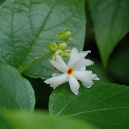 白い花