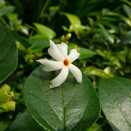 白い花
