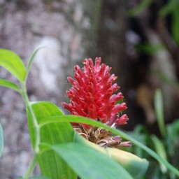 ピンクの花