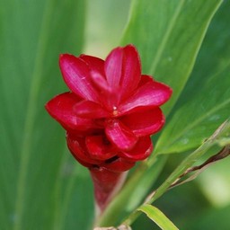 赤い花