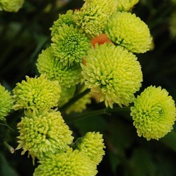 花束