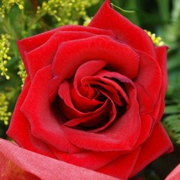 薔薇