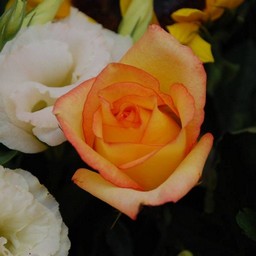 薔薇