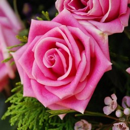 薔薇