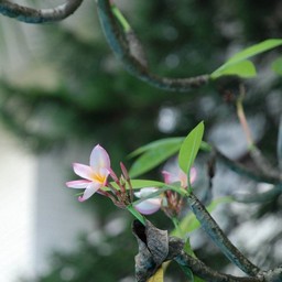 ピンクの花