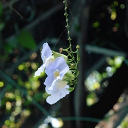 水色の花