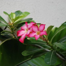 ピンクの花