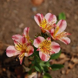 オレンジの花