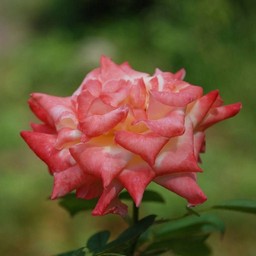 薔薇