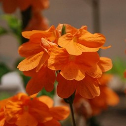 オレンジの花