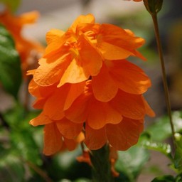 オレンジの花