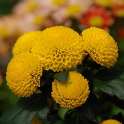 黄色い花