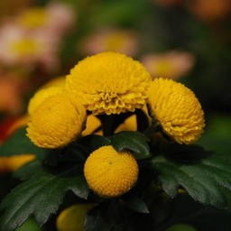黄色い花