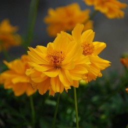 黄花コスモス
