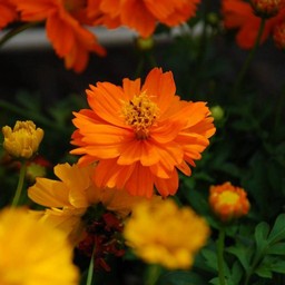 黄花コスモス