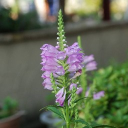 ピンクの花