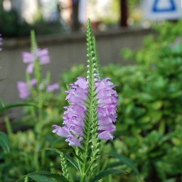 ピンクの花