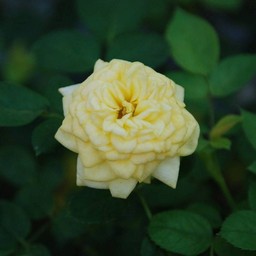 ミニ薔薇